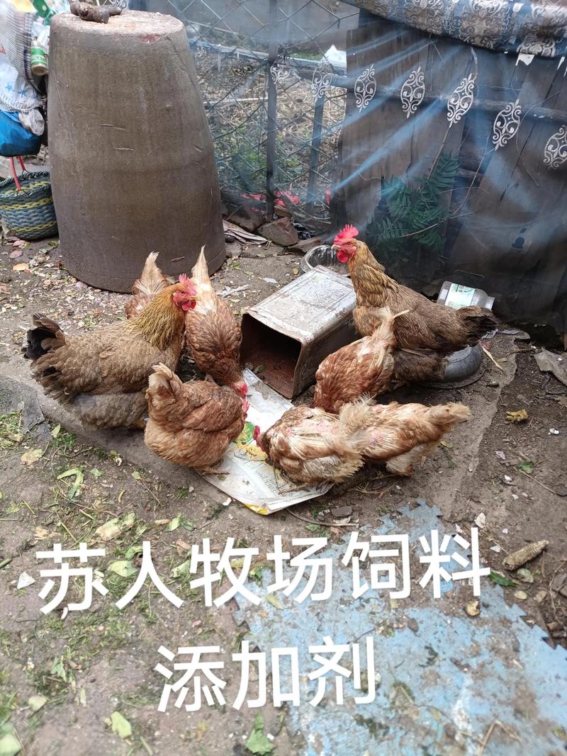 苏人牧场饲料添加剂 提升家禽免疫力与蛋品质的科学之道